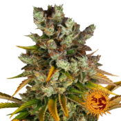 Barney's Farm GMO feminized cannabis seeds (3 Samen Packung)