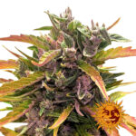 Barney's Farm Gorilla Glue Auto autoflowering cannabis seeds (3 Samen Packung)