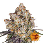 Barney's Farm Ice Cream Cake feminized cannabis seeds (5 Samen Packung)