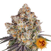 Barney's Farm Ice Cream Cake feminized cannabis seeds (5 Samen Packung)