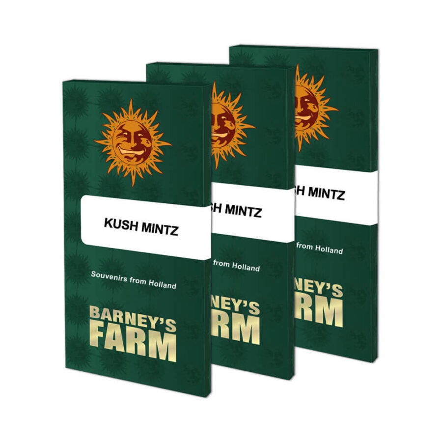 Barney's Farm Kush Mintz feminized cannabis seeds (3 Samen Packung)