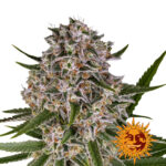 Barney's Farm Lemon Haze Auto autoflowering cannabis seeds (5 Samen Packung)