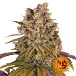 Barney's Farm Lemon Tree feminized cannabis seeds (3 Samen Packung)