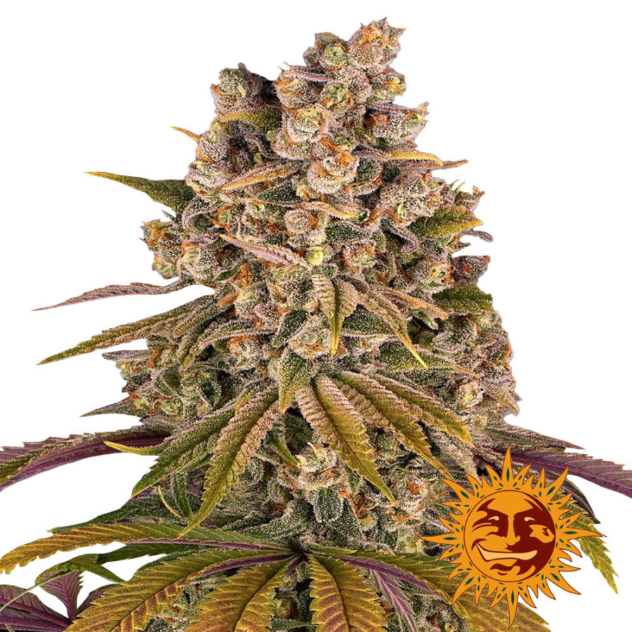 Barney's Farm Lemon Tree feminized cannabis seeds (3 Samen Packung)