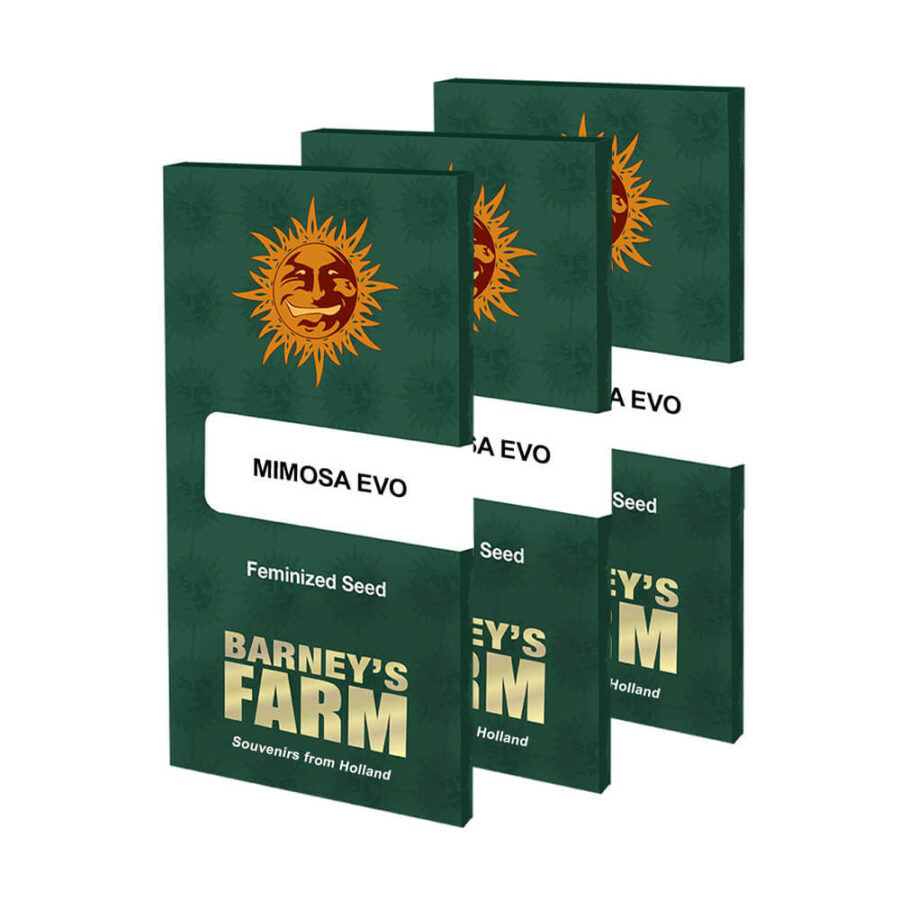 Barney's Farm Mimosa EVO feminized cannabis seeds (3 Samen Packung)