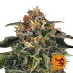 Barney's Farm Lemon Drizzle feminized cannabis seeds (5 Samen Packung)