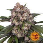 Barney's Farm OG Kush Auto autoflowering cannabis seeds (3 Samen Packung)