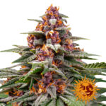 Barney's Farm Runtz Auto autoflowering cannabis seeds (3 Samen Packung)