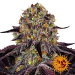 Barney's Farm Runtz x Layer Cake feminized cannabis seeds (3 Samen Packung)