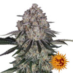 Barney's Farm Sour Diesel Auto autoflowering cannabis seeds (5 Samen Packung)