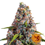 Barney's Farm Strawberry Cheesecake Auto autoflowering cannabis seeds (5 Samen Packung)