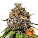 Barney's Farm White Widow XXL feminized cannabis seeds (3 Samen Packung)