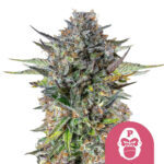 Royal Queen Seeds Pink Gorilla feminized cannabis seeds (3 Samen Packung)