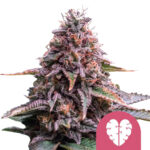 Royal Queen Seeds Pink Minst feminized cannabis seeds (5 Samen Packung)