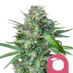 Royal Queen Seeds Tangie feminized cannabis seeds (3 Samen Packung)