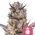 Royal Queen Seeds Tropicana Cookies Purple   feminized cannabis seeds (5 Samen Packung)